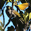 Mangrove Honeyeater