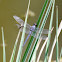 Slaty Skimmer Dragonfly
