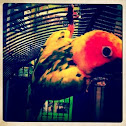 Sun conure 