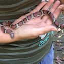 Red milk snake