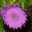 Japanese thistle