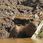 Capybara