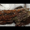Shelf mushroom