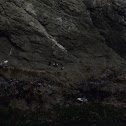 Pigeon Guillemot