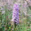 Spotted Orchid