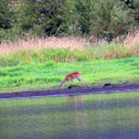 Columbian White-tailed Deer