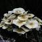 Honey Mushroom