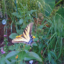 Eastern Tiger Swallowtail