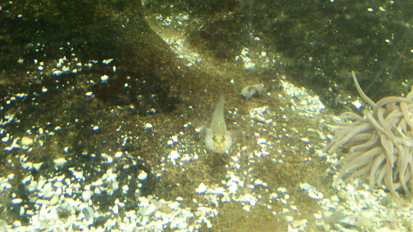 Spotting Image 1