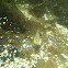 Gobio de cabeza amarilla