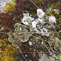 Lichen