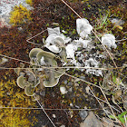 Lichen
