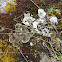 Lichen