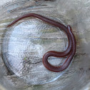 Worm Snake