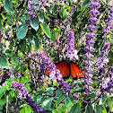 Queen Butterfly