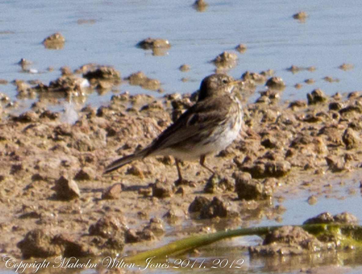 Water Pipit; Bisbita Ribereño