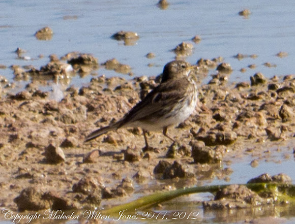Spotting Image 1