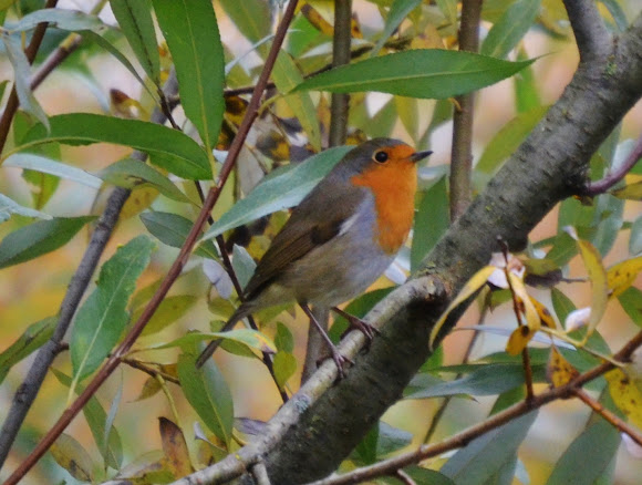 Spotting Image 1