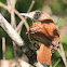 Brown Thrasher