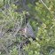White-backed Mousebird