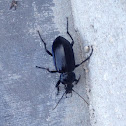 Pinacate Beetle