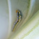 Cross Striped Cabbage Worm