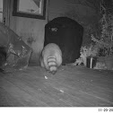 Raccoon