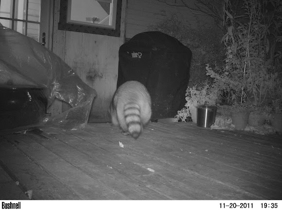 Spotting Image 1