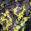 Dog vomit slime mold