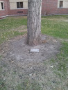 Phil Maloney Memorial Tree