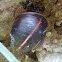 Land Snail