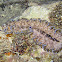 Acanthozoon sp.
