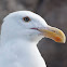 Western Gull