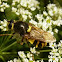 Soldierfly/banded general (female)