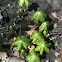 Mayapple leaves opening