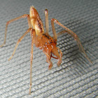 Sac Spider