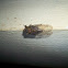Cicada