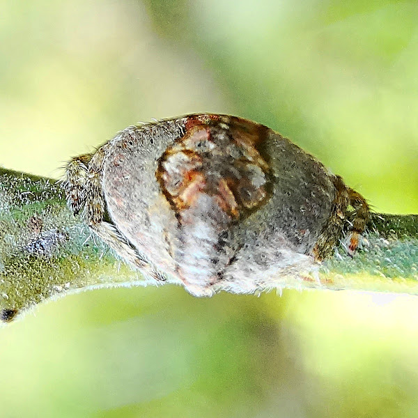 Wraparound spider Project Noah