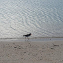 Australian Pied Oystercatcher