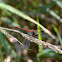 white-faced meadowhawk