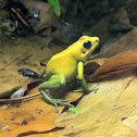 Golden Poison Frog