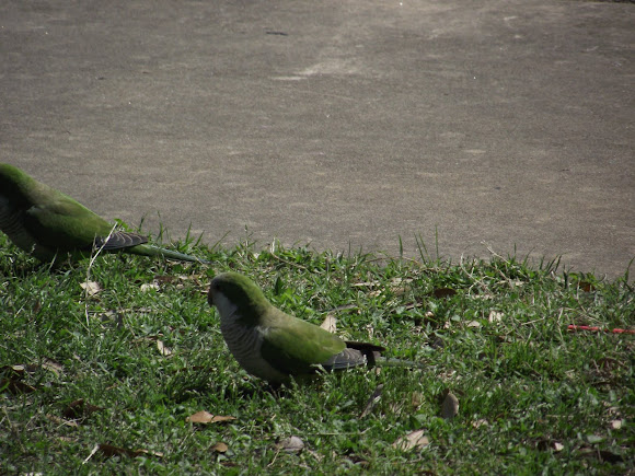 Spotting Image 1