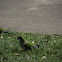 Feral Monk Parakeet