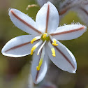 Trachyandra