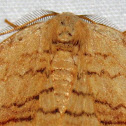 Spanworm Moth (?)