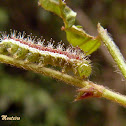 Sailor butterfly caterpillar