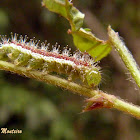 Sailor butterfly caterpillar