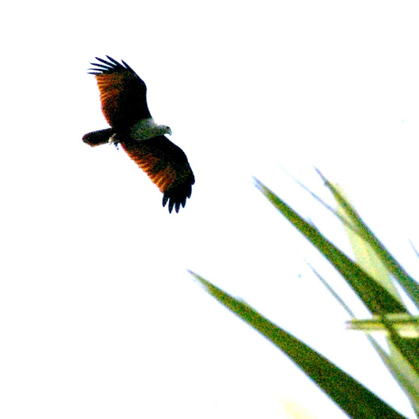 The Brahminy Kite Project Noah