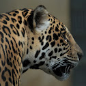 Amur Leopard