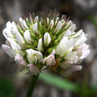 White Clover